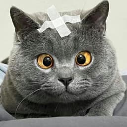 tianzx